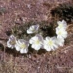 Oenothera albicaulis Yeri