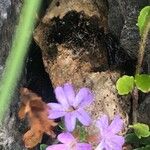 Erinus alpinus Flower