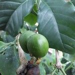 Coffea canephora Froito