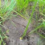 Hypoxis filiformis Leaf