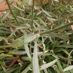 Oenothera lindheimeri 葉