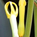 Ceropegia dichotoma Flower