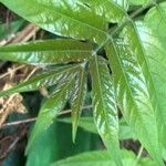 Rhus copallinum Blad