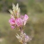 Onobrychis aequidentata 花