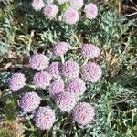 Seseli rigidum Flor