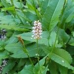 Bistorta officinalis Flower