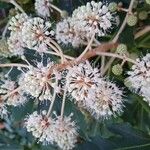 Fatsia japonicaÇiçek