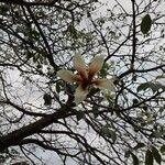 Ceiba speciosa Floare