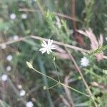 Stellaria graminea Fula