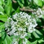 Centranthus ruberЦветок