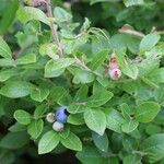 Vaccinium angustifolium 叶