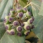 Hedera algeriensis फल