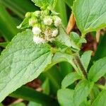 Ageratum conyzoides Цветок