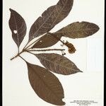 Byrsonima crispa Hoja