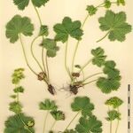 Alchemilla fissa Övriga