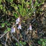 Linnaea borealis Kvet