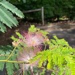 Albizia julibrissin Blomst