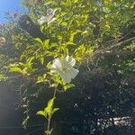 Rosa laevigata Flower