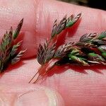 Poa alpina Flower