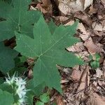 Hydrophyllum canadense Leaf