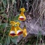 Calceolaria uniflora Fiore