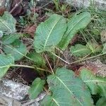 Rumex obtusifolius Habit