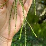 Melaleuca huegelii Hoja