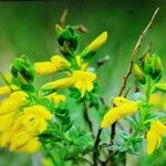 Genista anglica Leaf