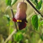 Tinnea aethiopica Flor