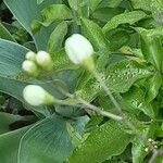 Solanum laxum Blomma