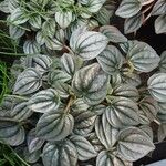 Peperomia albovittata ഇല