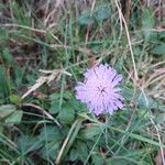 Knautia arvernensis Flor