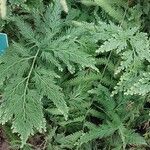 Selaginella vogelii Leaf