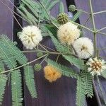 Acacia berlandieri Blomst