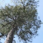 Pinus taeda 形態