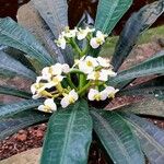 Euphorbia lophogona Λουλούδι