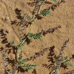 Astragalus vogelii Blad