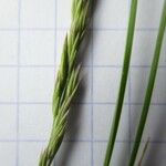 Festuca marginata Blatt