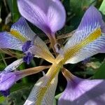 Iris unguicularis Květ