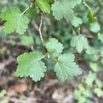 Ribes alpinum Lapas