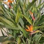 Strelitzia reginae 整株植物