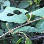 Grewia caffra Leaf