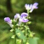 Scutellaria incana Žiedas