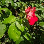 Rosa pendulina Habitat