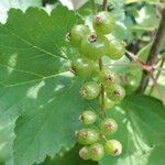 Ribes petraeum Φρούτο