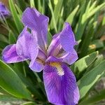 Iris pallida Cvet