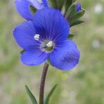 Veronica fruticans Fleur