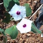 Astripomoea lachnosperma Flower