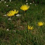 Senecio provincialis Habit