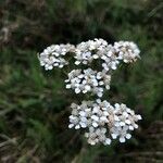 Achillea nobilis 花